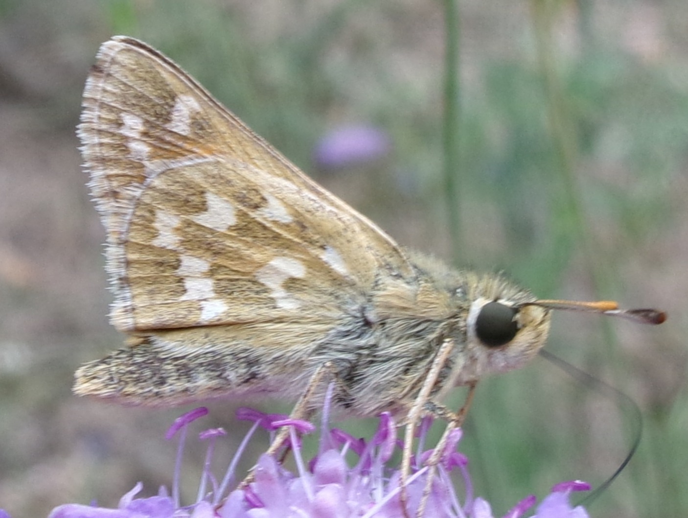 Identificazione Pyrgus